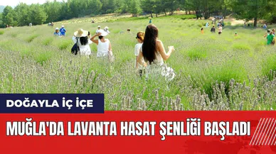 Muğla'da Lavanta Hasat Şenliği başladı