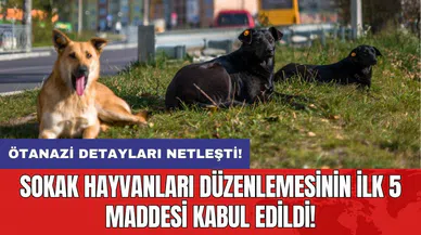 Ötanazi detayları netleşti! Sokak hayvanları düzenlemesinin ilk 5 maddesi kabul edildi!