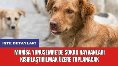 Manisa Yunusemre’de sokak hayvanları kısırlaştırılmak üzere toplanacak