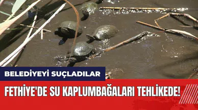 Fethiye'de su kaplumbağaları tehlikede! Belediyeyi suçladılar