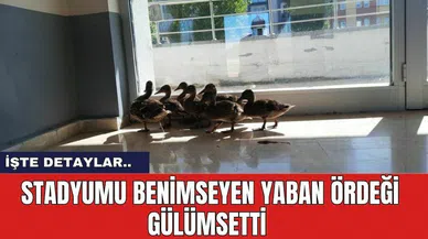 Stadyumu Benimseyen Yaban Ördeği Gülümsetti