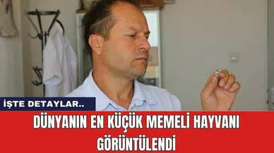 Dünyanın en küçük memeli hayvanı görüntülendi