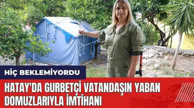 Hatay'da gurbetçi vatandaşın yaban domuzlarıyla imtihanı