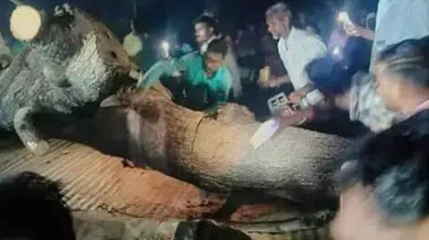 Tapınağın üzerine ağaç devrildi: 7 ölü, 30 yaralı