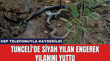 Tunceli'de siyah yılan engerek yılanını yuttu