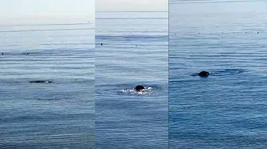 FOKLAR KONYAALTI KIYISINDA