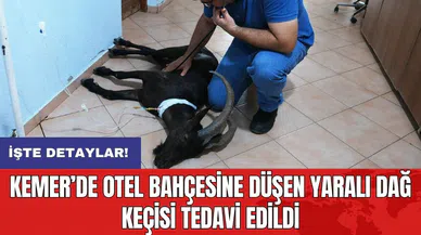 Kemer’de otel bahçesine düşen yaralı dağ keçisi tedavi edildi