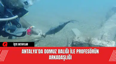 Antalya’da Domuz Balığı ile Profesörün Arkadaşlığı