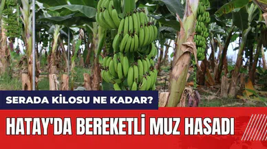 Hatay'da bereketli muz hasadı! Serada muzun kilosu ne kadar?