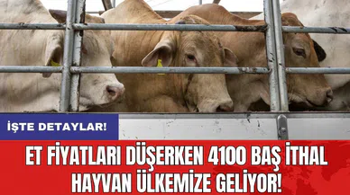 Et fiyatları düşerken 4100 baş ithal hayvan ülkemize geliyor!