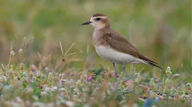Tam 113 yıl sonra Hatay'da görüldü