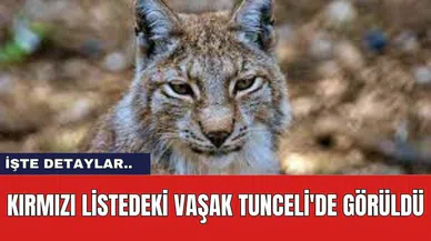 Kırmızı Listedeki Vaşak Tunceli'de Görüldü