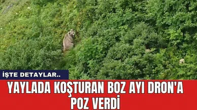 Yaylada Koşturan Boz Ayı Dron'a Poz Verdi