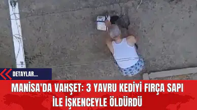 Manisa'da Vahşet: 3 Yavru Kediyi Fırça Sapı İle İşkenceyle Öldürdü
