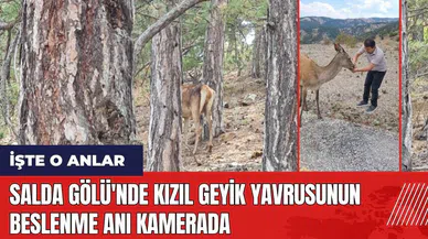 Salda Gölü'nde kızıl geyik yavrusunun beslenme anı kamerada