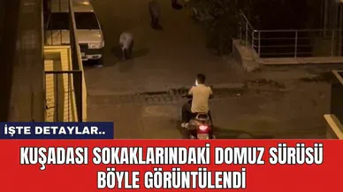 Kuşadası sokaklarındaki domuz sürüsü böyle görüntülendi