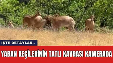 Yaban keçilerinin tatlı kavgası kamerada