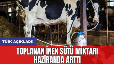 Toplanan inek sütü miktarı haziranda arttı
