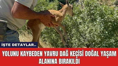 Yolunu kaybeden yavru dağ keçisi doğal yaşam alanına bırakıldı
