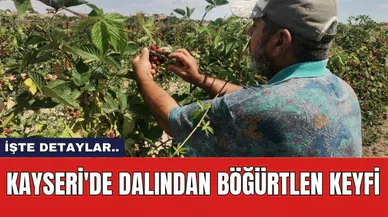 Kayseri'de Dalından Böğürtlen Keyfi