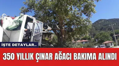 350 yıllık çınar ağacı bakıma alındı