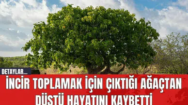 İncir Toplamak İçin Çıktığı Ağaçtan Düştü Hayatını Kaybetti