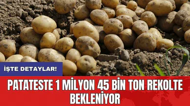 Patateste 1 milyon 45 bin ton rekolte bekleniyor