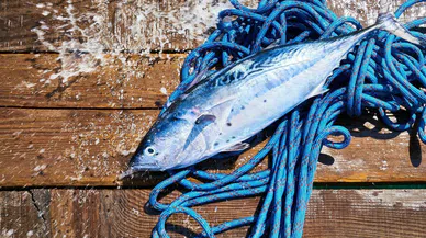 TZOB Genel Başkanı, denizde av yasakları hakkında açıklama