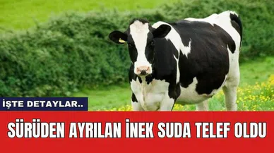 Sürüden ayrılan inek suda telef oldu