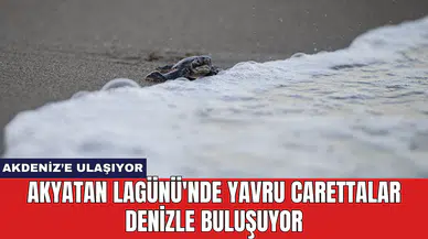 Akyatan Lagünü'nde yavru carettalar denizle buluşuyor