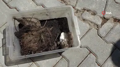 ÇAM KESE BÖCEĞİNE KARŞI MÜCADELE