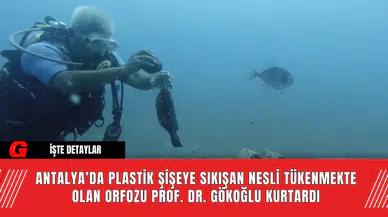 Antalya’da Plastik Şişeye Sıkışan Nesli Tükenmekte Olan Orfozu Prof. Dr. Gökoğlu Kurtardı