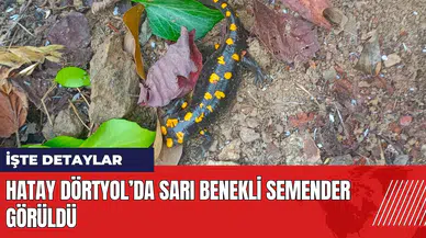 Hatay Dörtyol’da Sarı Benekli Semender görüldü