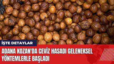 Adana Kozan'da ceviz hasadı geleneksel yöntemlerle başladı