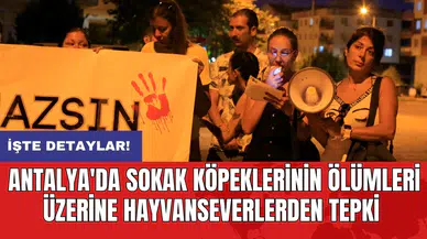 Antalya'da Sokak Köpeklerinin Ölümleri Üzerine Hayvanseverlerden Tepki
