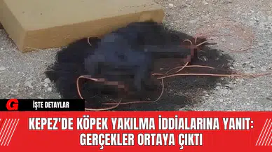Kepez'de Köpek Yakılma İddialarına Yanıt: Gerçekler Ortaya Çıktı