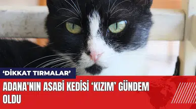 Adana'nın asabi kedisi 'Kızım' gündem oldu