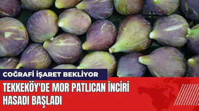 Tekkeköy'de mor patlıcan incirinin hasadı başladı