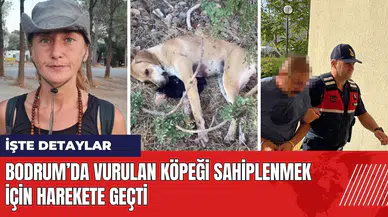 Bodrum’da vurulan köpeği sahiplenmek için harekete geçti