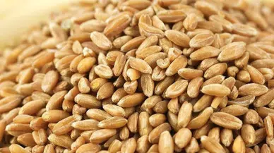 50 ton buğday araziye döküldü, bakanlık harekete geçti