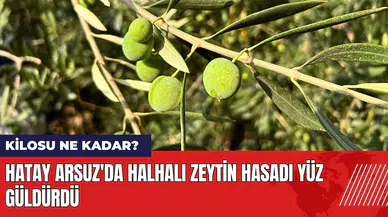Hatay Arsuz'da halhalı zeytin hasadı yüz güldürdü