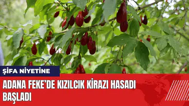 Adana Feke’de kızılcık kirazı hasadı başladı