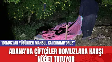 Adana'da çiftçiler domuzlara karşı nöbet tutuyor