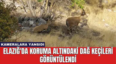 Elazığ'da Koruma Altındaki Dağ Keçileri Görüntülendi