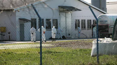 Kuş gribi alarmı: 37 bin ördek itlaf edilecek