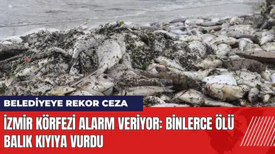 İzmir Körfezi alarm veriyor! Binlerce ölü balık kıyıya vurdu