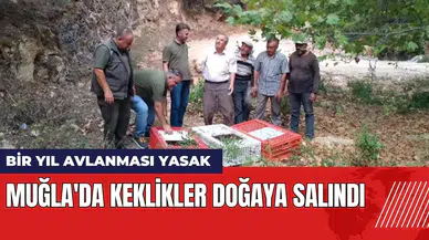 Muğla'da keklikler doğaya salındı! Bir yıl avlanması yasak