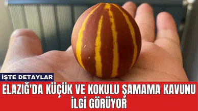 Elazığ'da Küçük ve Kokulu Şamama Kavunu İlgi Görüyor