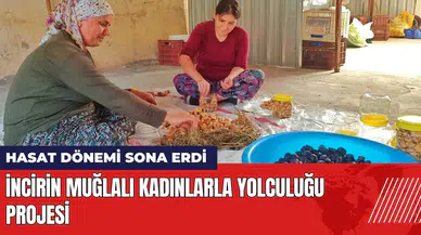 İncirin Muğlalı Kadınlarla Yolculuğu Projesi: Hasat dönemi sona erdi
