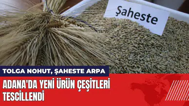 Adana'da yeni ürün çeşitleri tescillendi: Tolga nohut, Şaheste arpa